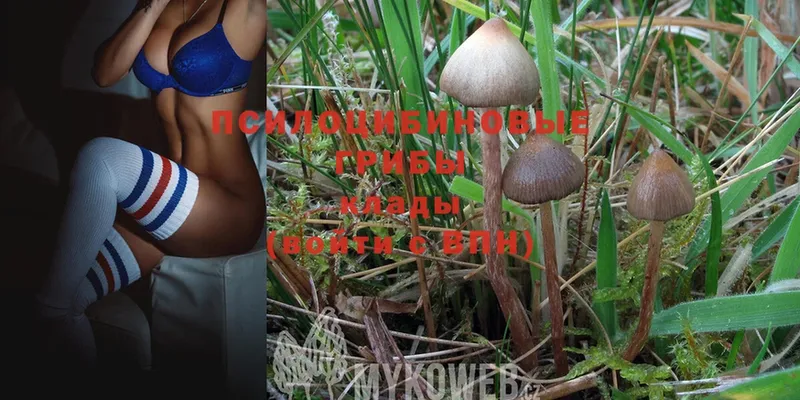 Псилоцибиновые грибы Magic Shrooms  Богданович 